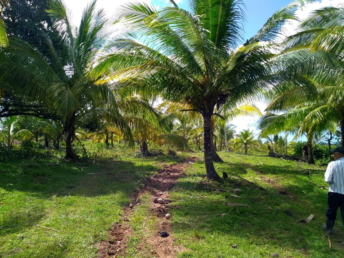 Young Hybrid Coconut Farm - Image 5