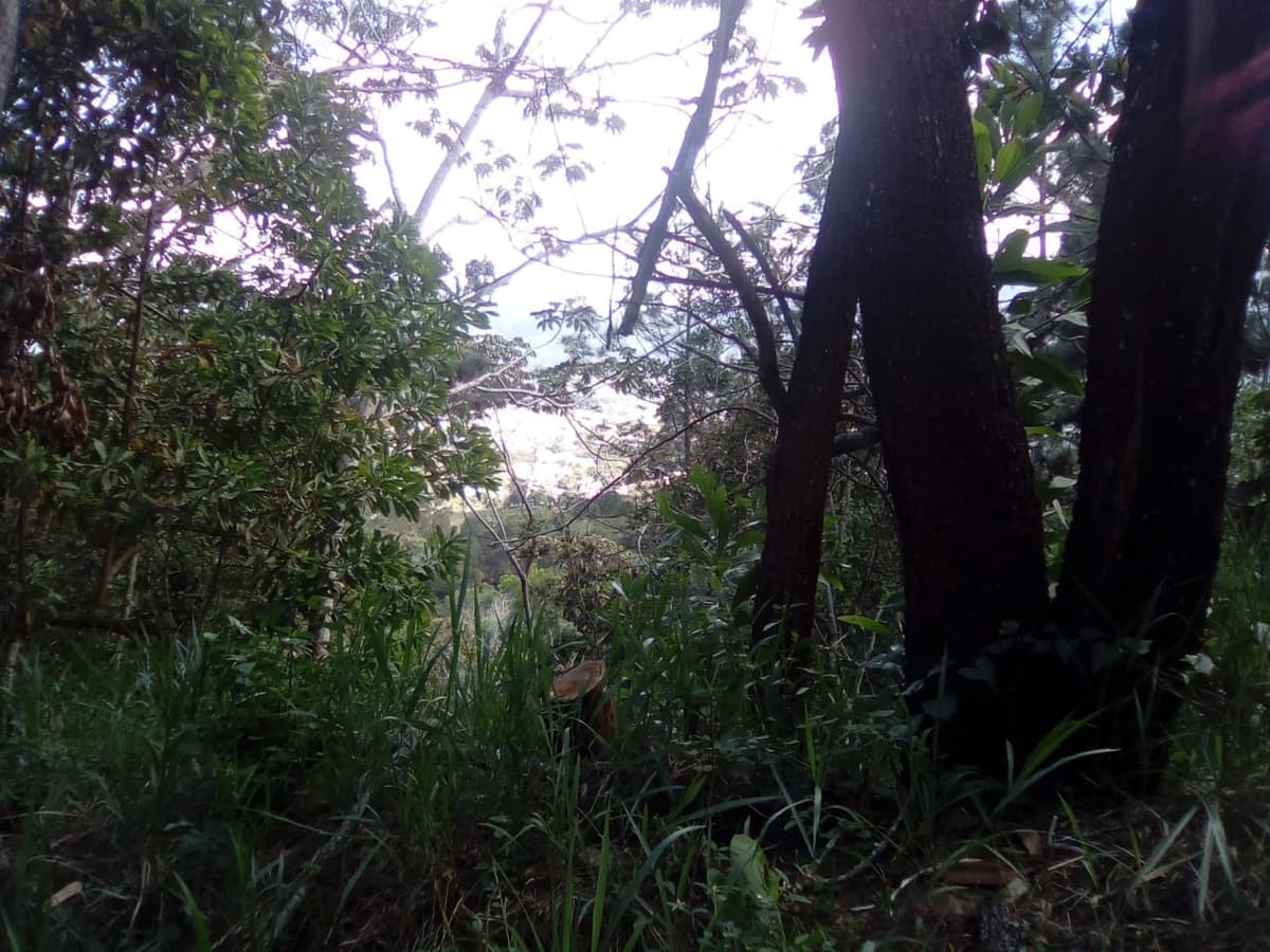 Huge Lot With Spectacular Mountain Views - 1