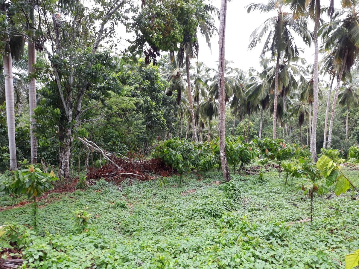 Coconut And Cocoa Farm
