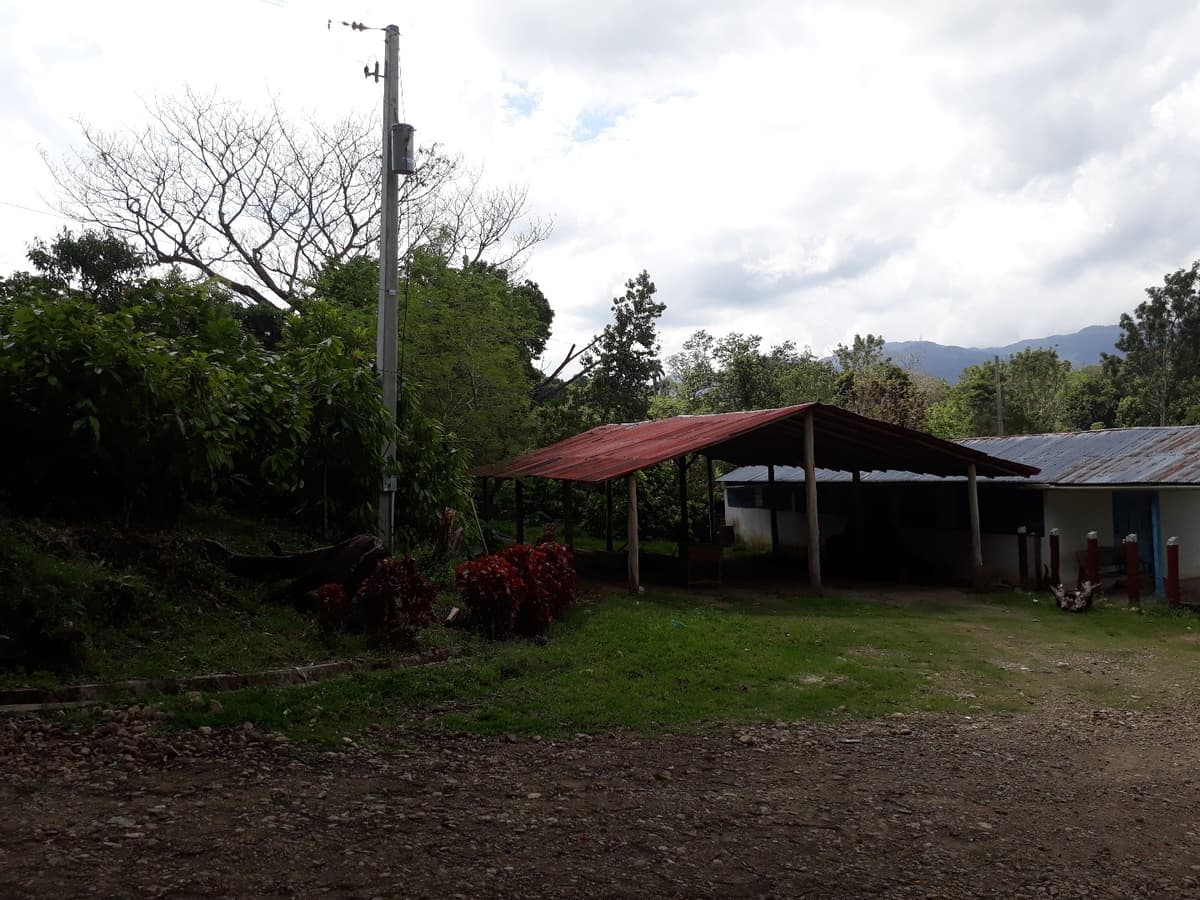Cocoa And Mixed Fruits Farm + Cocoa Processing Installation - Image 4