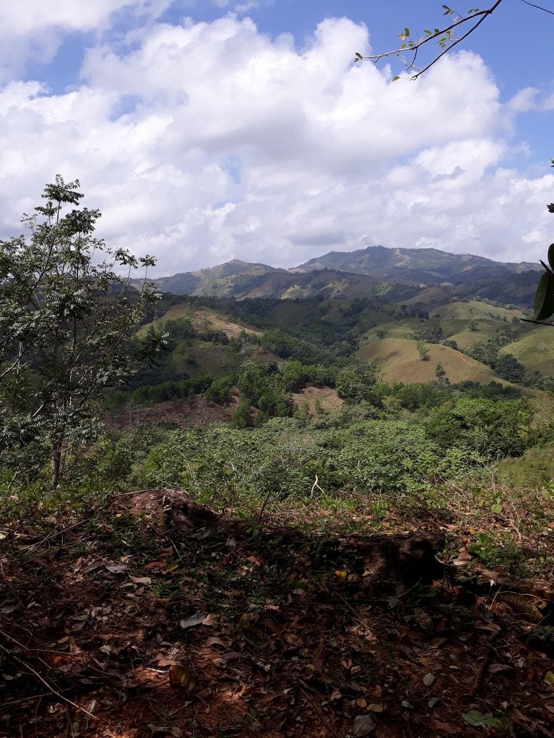 Former Cocoa And Coffee Farm - Image 2