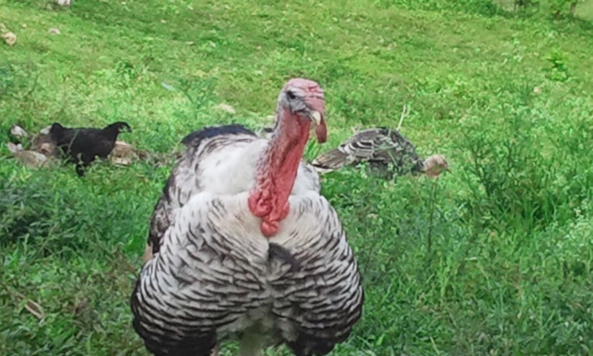 Young Cocoa Plantation With Mahoganny And Oak Trees