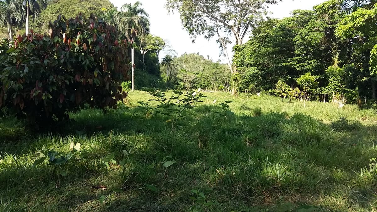 Cattle Farming - Image 5
