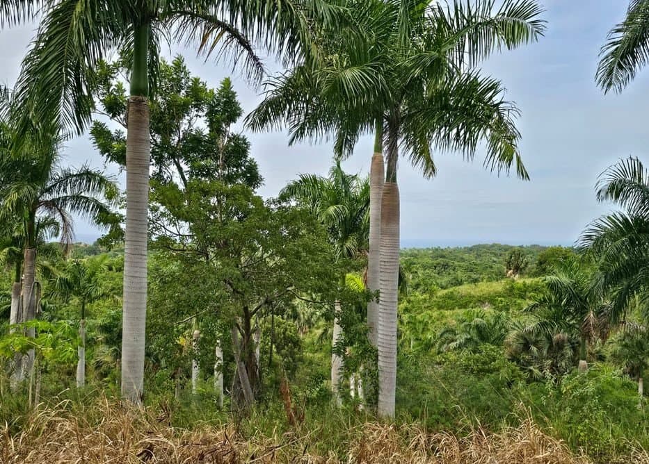Prime Oceanview Land for Sale | Panorama Village Sosúa DR