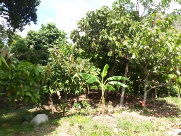 Cocoa And Mixed Fruits Farm + Cocoa Processing