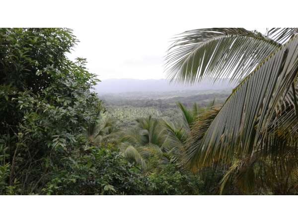 Young Coconut Farm Within â€coconut Forest