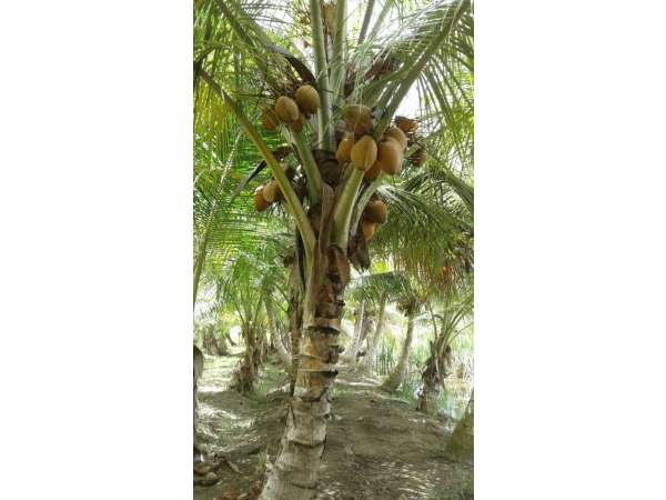 Young Coconut Farm Within â€coconut Forest