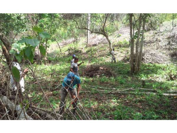 Young Cocoa Plantation With Mahoganny And Oak