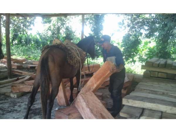 Young Cocoa Plantation With Mahoganny And Oak