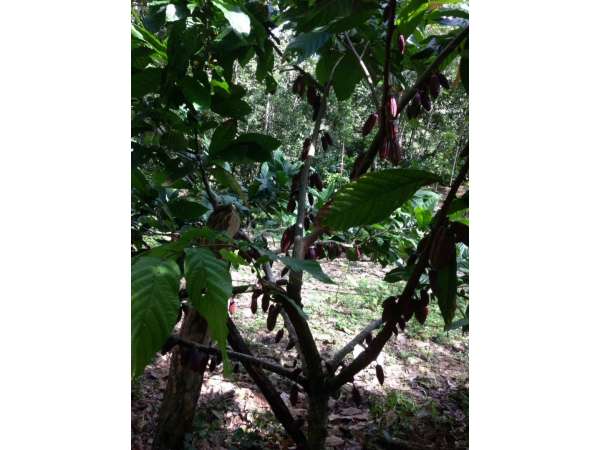 Mixed Farming Cocoa-hondurian Mahoganny-cattle
