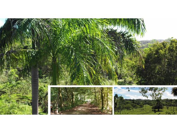 Breathtaking Land For Sale In El Choco Sosua