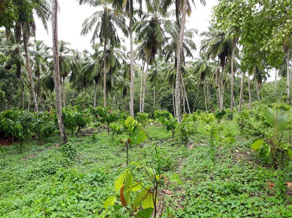 Coconut And Cacao Farm For Sale